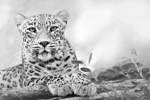 Guide pour organiser un safari en Afrique